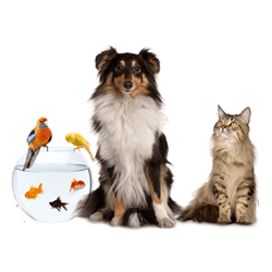 uitroepen Kruis aan Gemengd Huisdieren webwinkels ervaringen en reviews